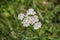 Yarrow with stems and white flowers