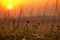 Yarrow at sunrise