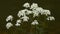 Yarrow with a tiny insect on it. Achillea millefolium, commonly known as yarrow