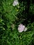 yarrow white flowers on green background, sunny June