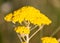 Yarrow yellow flower in nature