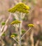 Yarrow yellow flower in nature