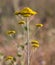 Yarrow yellow flower in nature