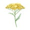 Yarrow yellow flower. Watercolor illustration. Hand drawn milfoil wild organic herb. Yarrow medical plant element