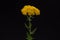 Yarrow Yellow Flowers Achillea Filipendulina