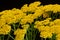 Yarrow Yellow Flowers Achillea Filipendulina