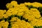 Yarrow Yellow Flowers Achillea Filipendulina