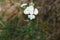 Yarrow â€“ Achillea millefolium