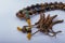 Yarsagumba Cordyceps sinensis / Ophiocordyceps sinensis belonging to Ophiocordycipitaceae family