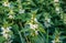 Yasnotka white ,deaf nettle, closeup in spring