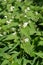 Yasnotka white (deaf nettle) (Lamium album L. )