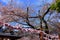 Yasukuni Jinja (Shinto-style shrine) with spring cherry blossom (sakura )