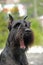 Yawing black mittel Schnauzer