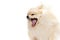 Yawn. Cute small sand color pomeranian Spitz, doggy or pet posing isolated over white background. Concept of fashion