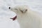 Yawning Arctic Fox in Quebec Winter