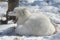 Yawning Arctic Fox In Winter Habitat