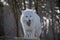 Yawning arctic wolf