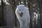 Yawning arctic wolf