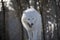 Yawning arctic wolf