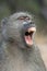 Yawning baboon