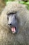 Yawning baboon