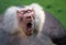 Yawning baboon