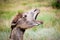 Yawning Bactrian camel