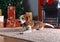 The yawning beagle on the carpet with Christmas gifts in front