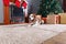 The yawning beagle on the carpet with Christmas gifts in front