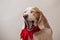 Yawning beagle dog in red scarf portrait on light gray background. Closeup.