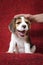 Yawning beagle puppy on red background