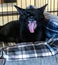 Yawning black cat showing fangs/ teeth