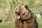 Yawning brown bear