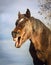 Yawning brown horse on sky background