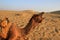 Yawning Camel at Jaisalmer