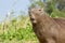 Yawning Capybara