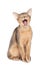 Yawning cat