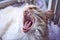 Yawning Cat