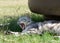 Yawning cat close up in blur background on a shadow, sleepy cat, grey big cat, funny cat in domestic background, siesta time