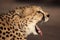 Yawning cheetah