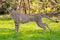 Yawning Cheetah in the savannah