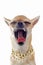 Yawning chihuahua with pearl collar