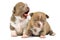 Yawning Chihuahua puppies