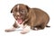 Yawning Chihuahua puppy on white background
