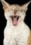 Yawning Cornish Rex Cat