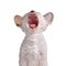 Yawning Cornish Rex Kitten on White Background