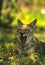 Yawning Coyote