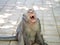 Yawning Cute Fat Macaque Monkey in Uluwatu, Bali, Indonesia
