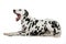 Yawning dalmatian dog on white background