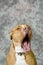 Yawning dog